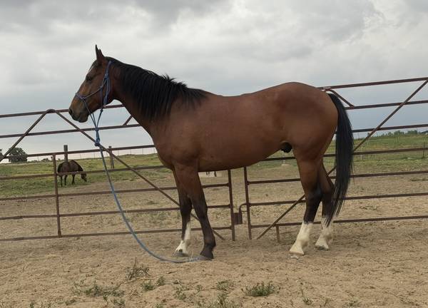 4 y/o gelding 1