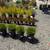 Landscape, gardening, yard clean up, tree pruning 5 thumbnail