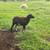 Sheep..downsizing my herd 6 thumbnail