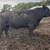 Angus bulls 2 thumbnail