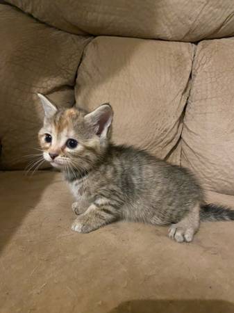 cute kittens (Wilkesboro)63953271383042124