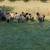 Awassi sheep ewes 2 thumbnail
