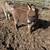 6 months old miniature Jack Donkey, very docile 1 thumbnail