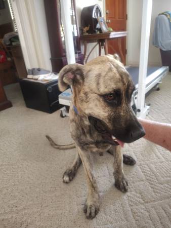 Great Dane (male) (Corpus Christi)63622370875651121