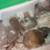 Rehoming 2 Gerbils, 1 year old 2 thumbnail