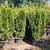 Japanese Maples, Cedar Hedge trees, Pecan, Topiary Evergreen 6 thumbnail