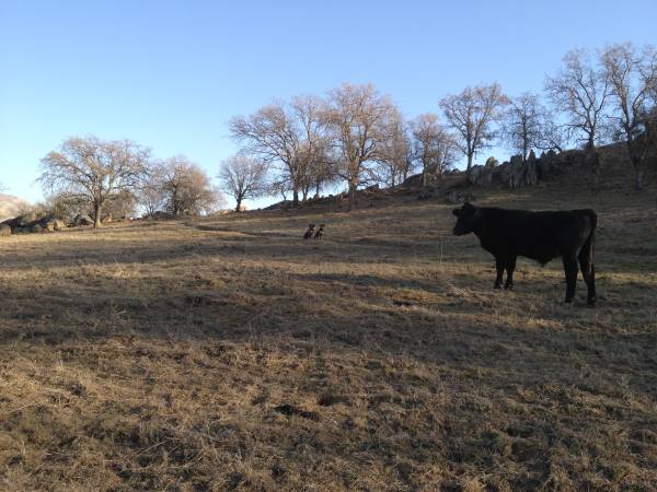 $500 Ideallic Hobby Farm / Ganado Foothill Acreage 4 Alquiler (Exeter)63809865005187123