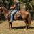 Gentle Fox Trotter Gelding Broke to Ride - Merle 1 thumbnail