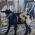 Goats/Male (fainting goats) 3 thumbnail