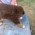 Standard Aussie puppies 13 thumbnail