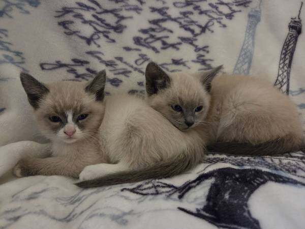Hermosos gatitos siameses (Oregon City)