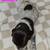 German Short-haired Pointer 3 thumbnail