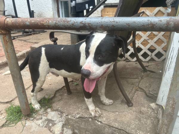 Puppies need to be rehomed (Passaic)64029095925505122