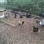 Chickens 2 thumbnail
