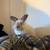 Female bunny rabbit rehoming 3 thumbnail