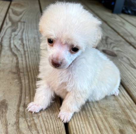 Tiny Toy Poodle 1