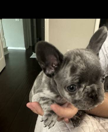 Frenchie puppy63867198082689124