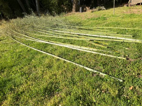 Need bamboo stalks? I am cutting down lots! 1