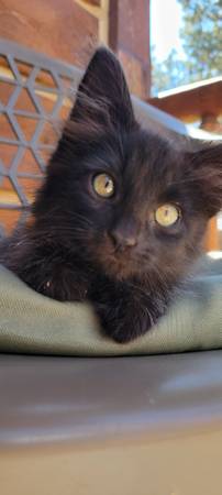 Adorable Long Haired Kittens (Custer)63919168481283122