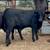GENTLE BULL YEARLING GENTLE!!!!!! 1 thumbnail