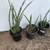 Large Sansaveria Snake Plant Cylindrica Succulent Planter Pot 2 thumbnail