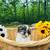 Purebred shi tzu teddy bears females 1 thumbnail