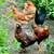 Pasture Raised Chickens! 10 thumbnail