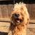 Goldendoodle for rehoming 2 thumbnail