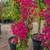 Bougainvillea 6 thumbnail
