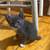 Manx kittens 16 thumbnail