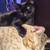 2 cats!! 2 thumbnail