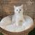 Cat Kitten British 12 thumbnail