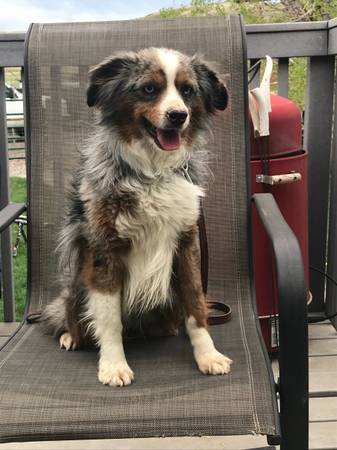 Mini aussie 1