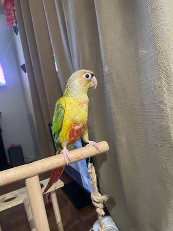 Pineapple Green cheek Conure (National City)63894715834498120