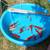 koi fish, fruit trees, and equipment 7 thumbnail