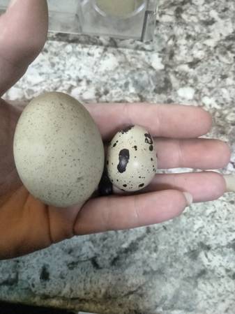 Yard eggs 1