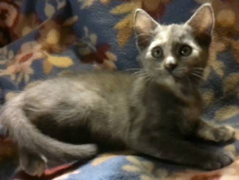 Female Grey Tortoiseshell 1