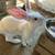TAMUK meat rabbits 2 thumbnail