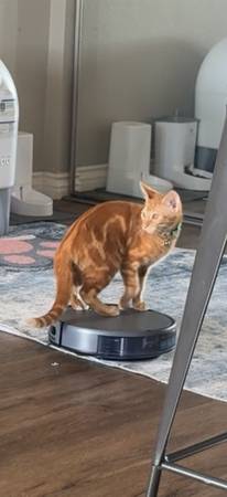2 male kittens63841745451651121