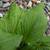 Hosta 4 thumbnail