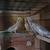 Cockatiels. 6 thumbnail