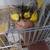 PARAKEETS 3 thumbnail