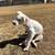 Rehoming Schnauzer 1 thumbnail