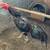 Thai Rooster GameFowl 4 thumbnail