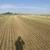 Alfalfa Small Bales 1 thumbnail
