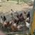 laying hens and roosters 1 thumbnail