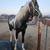 Appy/walker filly 7 thumbnail