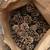 Pine Cones 1 thumbnail