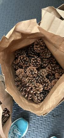 Pine Cones 1