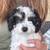 Mini Poodles 1 thumbnail